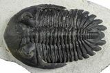 Detailed Hollardops Trilobite - Ofaten, Morocco #348377-2